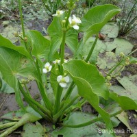 <i>Limnophyton obtusifolium</i>  (L.) Miq.